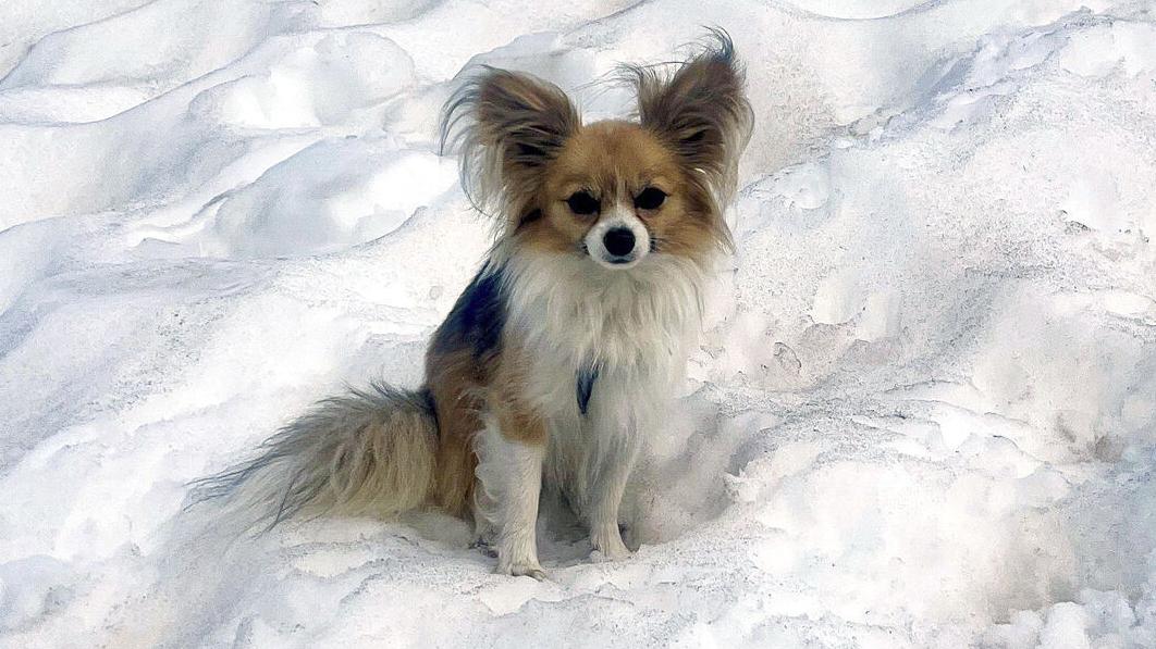 Chihuahua helps Swiss rescuers find a man who fell into a glacier
